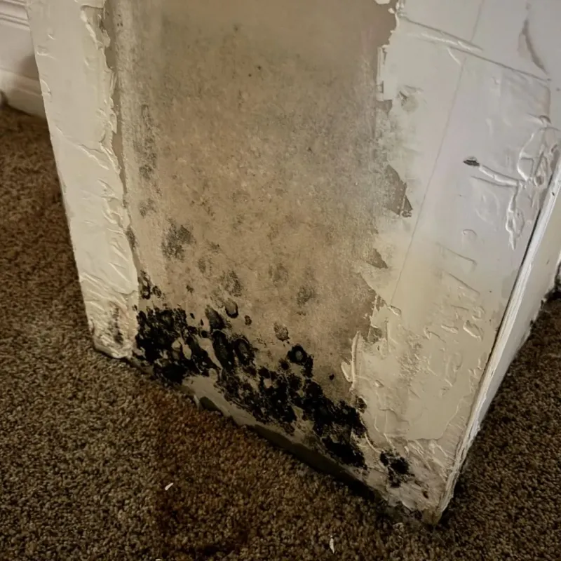Professional Mold Removal in Scott County, AR
